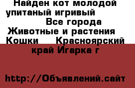 Найден кот,молодой упитаный игривый 12.03.2017 - Все города Животные и растения » Кошки   . Красноярский край,Игарка г.